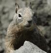 California ground squirrel