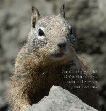 California ground squirrel