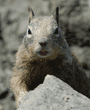 California ground squirrel