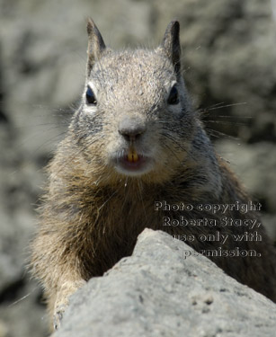 California ground squirrel