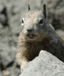 California ground squirrel