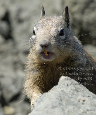 California ground squirrel