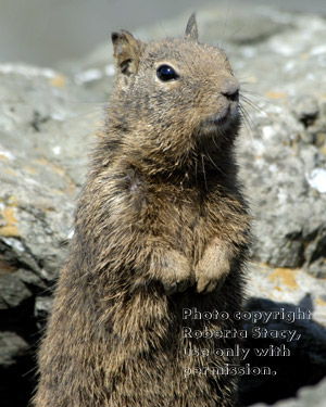 California ground squirrel