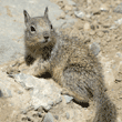 California ground squirrel baby