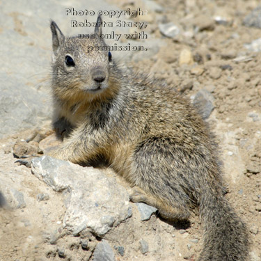 California ground squirrel baby