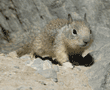 California ground squirrel baby