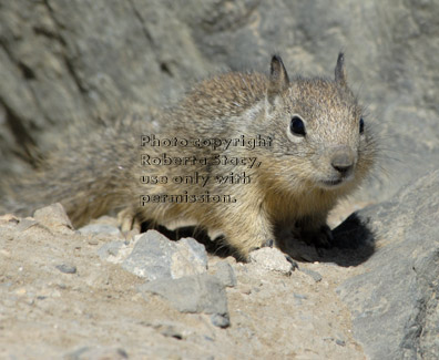 California ground squirrel baby