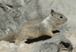 baby California ground squirrel