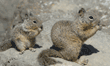 ground squirrel baby and adult