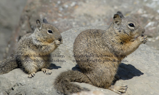 ground squirrel baby and adult