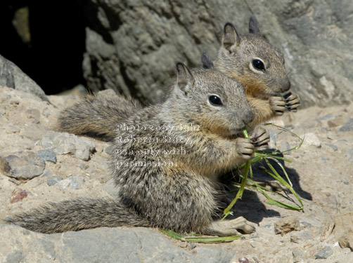 baby California ground squirrels