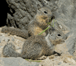 baby California ground squirrels