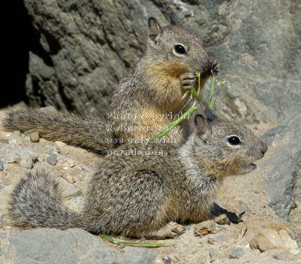 baby California ground squirrels