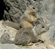 ground squirrel babies