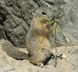 California ground squirrel baby