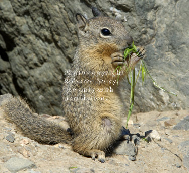 California ground squirrel baby