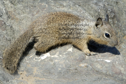 ground squirrel baby