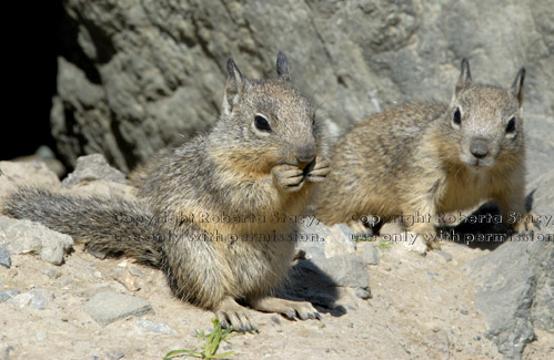 baby California ground squirrels