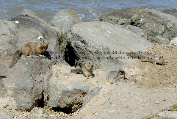 ground squirrels at home