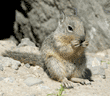 California ground squirrel baby