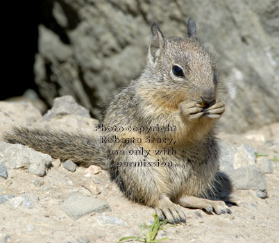 California ground squirrel baby