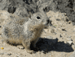 baby California ground squirrel