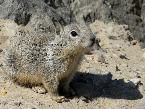 baby California ground squirrel