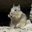 baby ground squirrel eating peanut