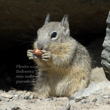 baby ground squirrel eating peanut