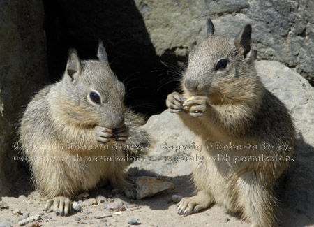 baby California ground squirrels