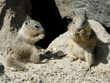 baby California ground squirrels