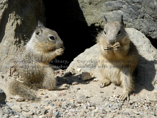 baby California ground squirrels