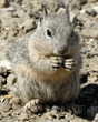 ground squirrel baby eating