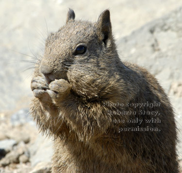 California ground squirrel