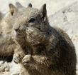 California ground squirrel