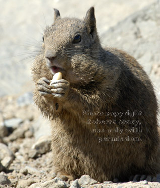 ground squirrel eating peanut