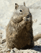 California ground squirrel