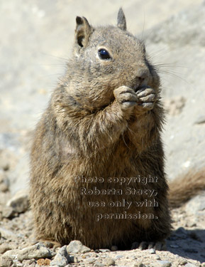 California ground squirrel