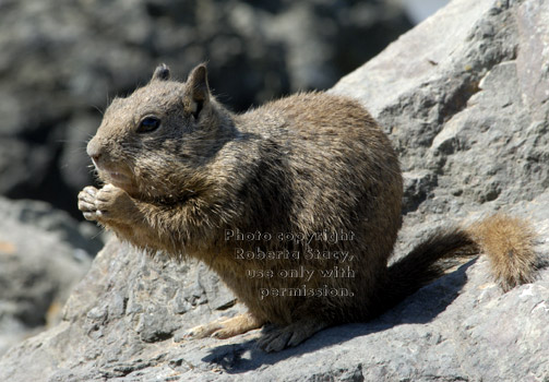 California ground squirrel