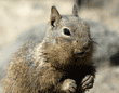 California ground squirrel