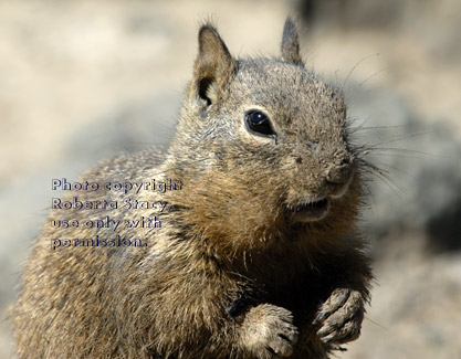 California ground squirrel