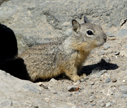 California ground squirrel baby