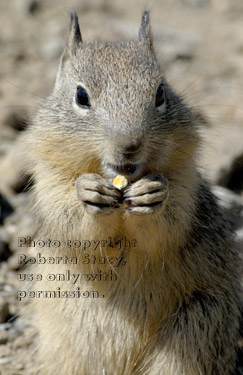 baby ground squirrel eating peanut