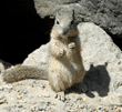 ground squirrel baby standing