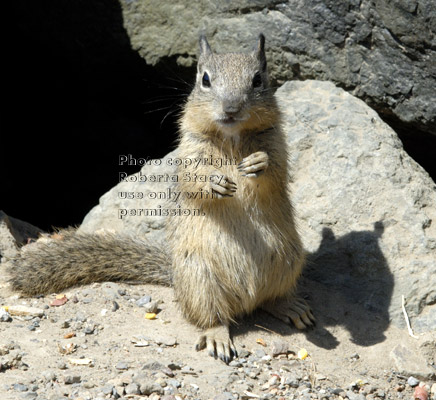 ground squirrel baby standing