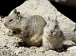 baby ground squirrel with adult