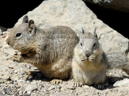 baby ground squirrel with adult