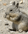 baby California ground squirrel