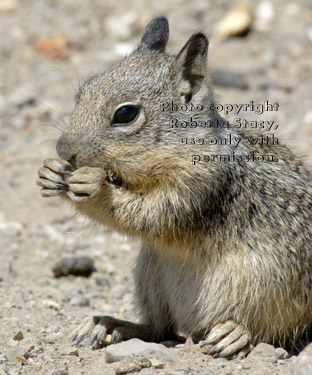 baby California ground squirrel