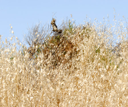 California ground squirrel lookout